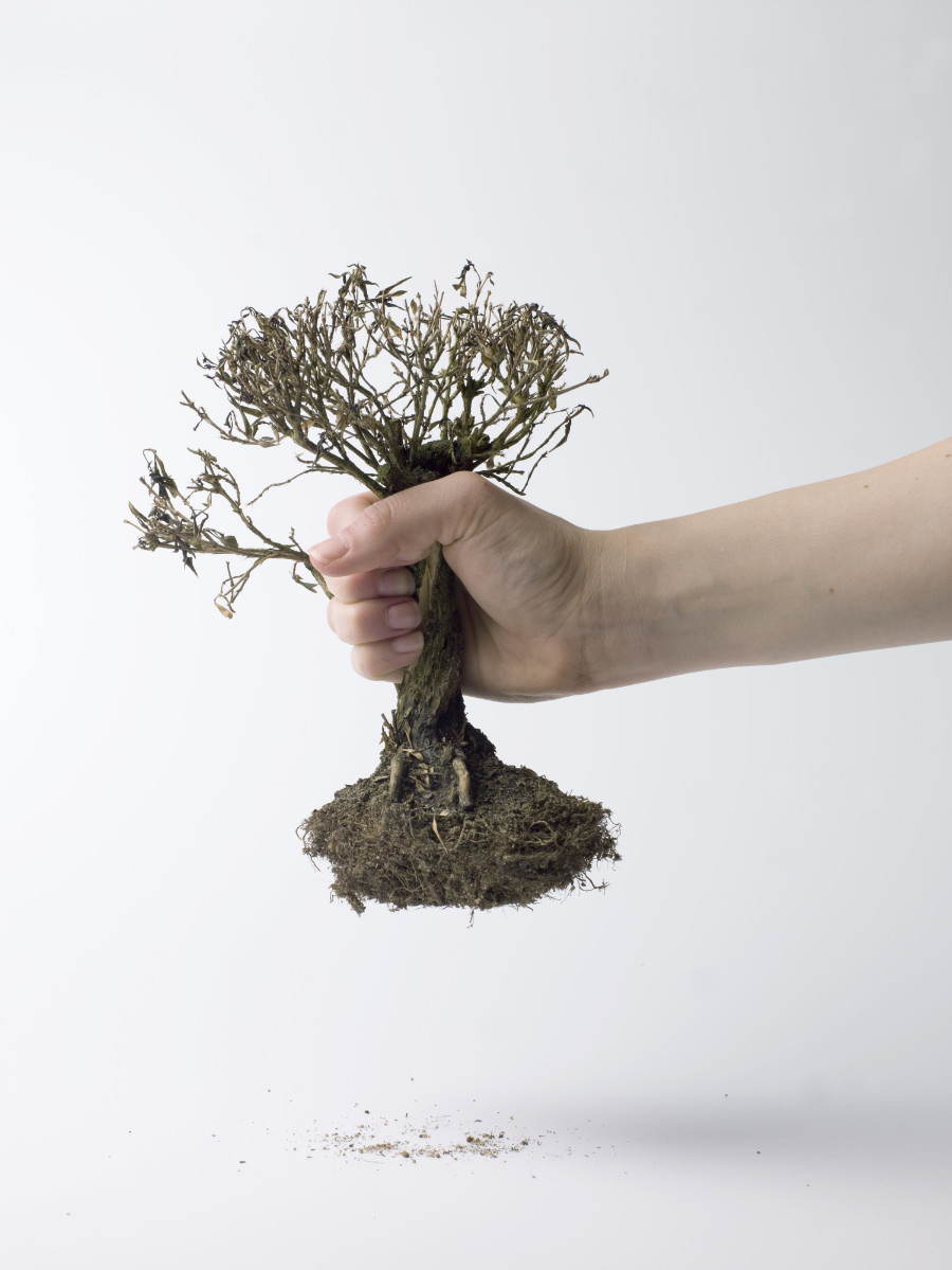 A Professional Tree Service in Verona, NJ, 07044